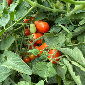 garden-12