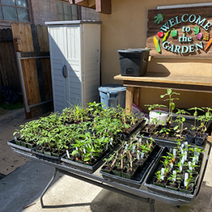 garden-7