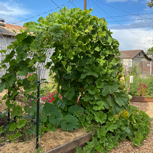 garden-8